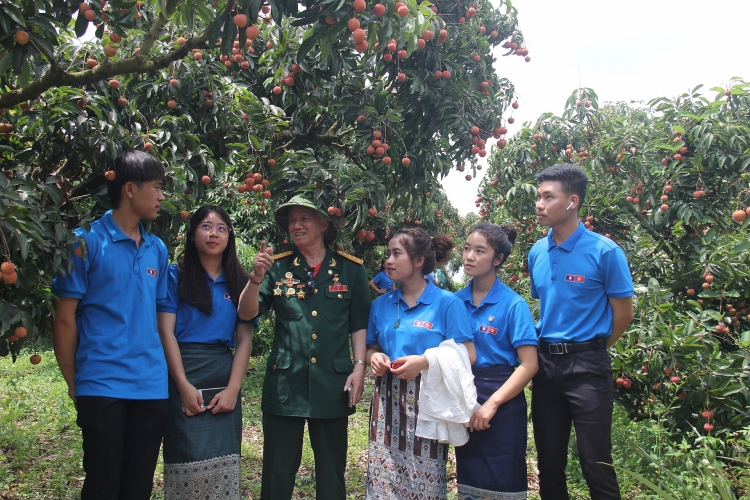 Lưu học sinh Lào khám phá vườn vải ở huyện Lục Ngạn, tỉnh Bắc Giang (Ảnh: Thành Luân).  ນັກ​ສຶກ​ສາ​ລາວ​ຄົ້ນ​ຄ້​ວາ​ສວນ​ໝາກ​ລີ​ຈີ່​ຢູ່​ເມືອງ​ລູ​ງ​ອານ ແຂວງ ບັກ​ຢາງ (ພາບ: ແທງ​ລວນ).