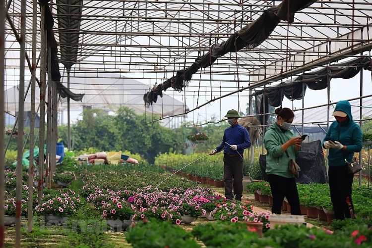 ໝູ່​ບ້ານ​ດອກ​ໄມ້ຊວນ​ກວານ ພວມ​ຄຶກ​ຄື້ນ​ໄປ​ດ້ວຍລະດູ​ດອກ​ໄມ້​ໃນ​ໂອ​ກາດ​ບຸນ​ປີໃໝ່ປີຂານ