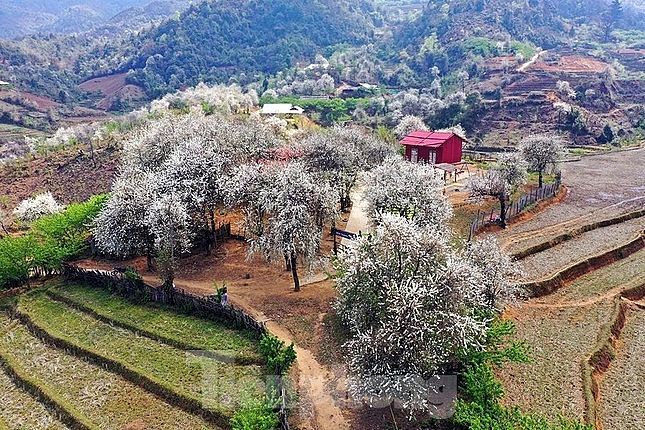 ໄປ​ລູງກູງ ຊົມ​ປ່າ​ດອກ​ເຊີນຈາ ເບັ່ງ​ບານ​ຢ່າງ​ສວຍ​ສົດ​ງົດ​ງາມ​