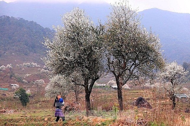 ໄປ​ລູງກູງ ຊົມ​ປ່າ​ດອກ​ເຊີນຈາ ເບັ່ງ​ບານ​ຢ່າງ​ສວຍ​ສົດ​ງົດ​ງາມ​