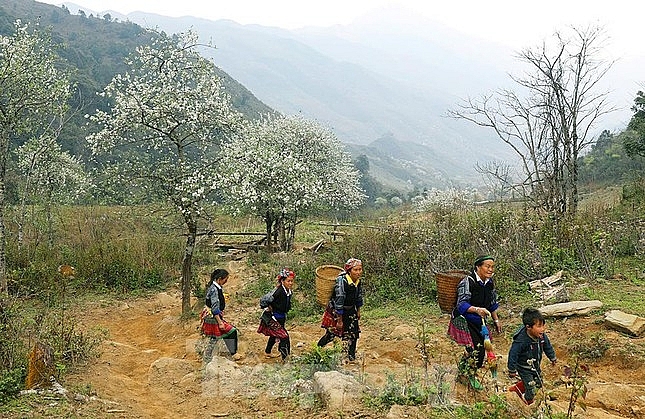 ໄປ​ລູງກູງ ຊົມ​ປ່າ​ດອກ​ເຊີນຈາ ເບັ່ງ​ບານ​ຢ່າງ​ສວຍ​ສົດ​ງົດ​ງາມ​