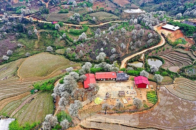 ໄປ​ລູງກູງ ຊົມ​ປ່າ​ດອກ​ເຊີນຈາ ເບັ່ງ​ບານ​ຢ່າງ​ສວຍ​ສົດ​ງົດ​ງາມ​