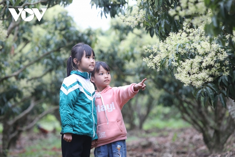 ຫຼົງເຂົ້າສວນໝາກລີ້ນຈີ່ທີ່ສວຍງາມຢູ່ເມືອງລຸກງ້ານ (ບັກຢາງ)