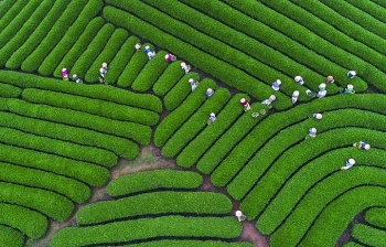 ຊົມເນີນພູຊາ ມົກເຈົາ ຈາກ