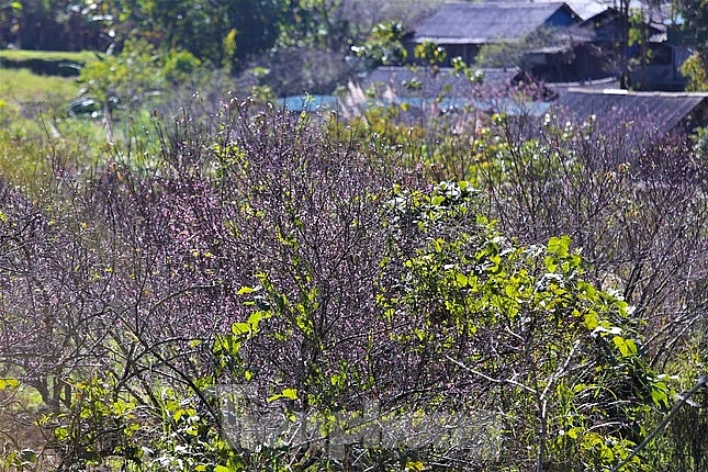 ຂຶ້ນ​ໄປ​ທີ່ 'ປະ​ຕູ​ສະ​ຫວັນ​' ຊົມດອກຄາຍເບັ່ງບານ