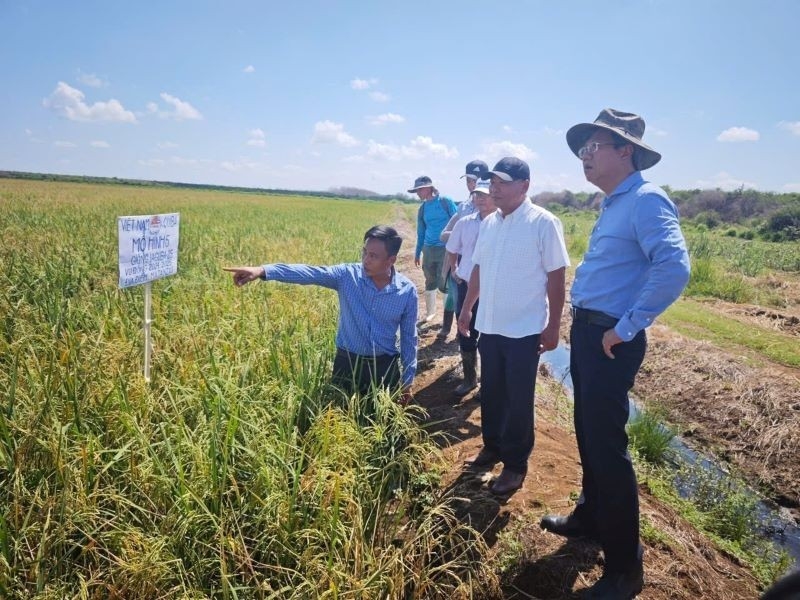 ການ​ຮ່ວມ​ມື​ດ້ານ​ການ​ຜະ​ລິດ​ເຂົ້າສານ: ສັນ​ຍາ​ລັກ​ສະ​ແດງ​ໃຫ້​ເຫັນ​ເຖິງ​ການ​ພົວ​ພັນ​ມິດ​ຕະ​ພາບ​ຫວຽດ​ນາມ - ກູ​ບາ