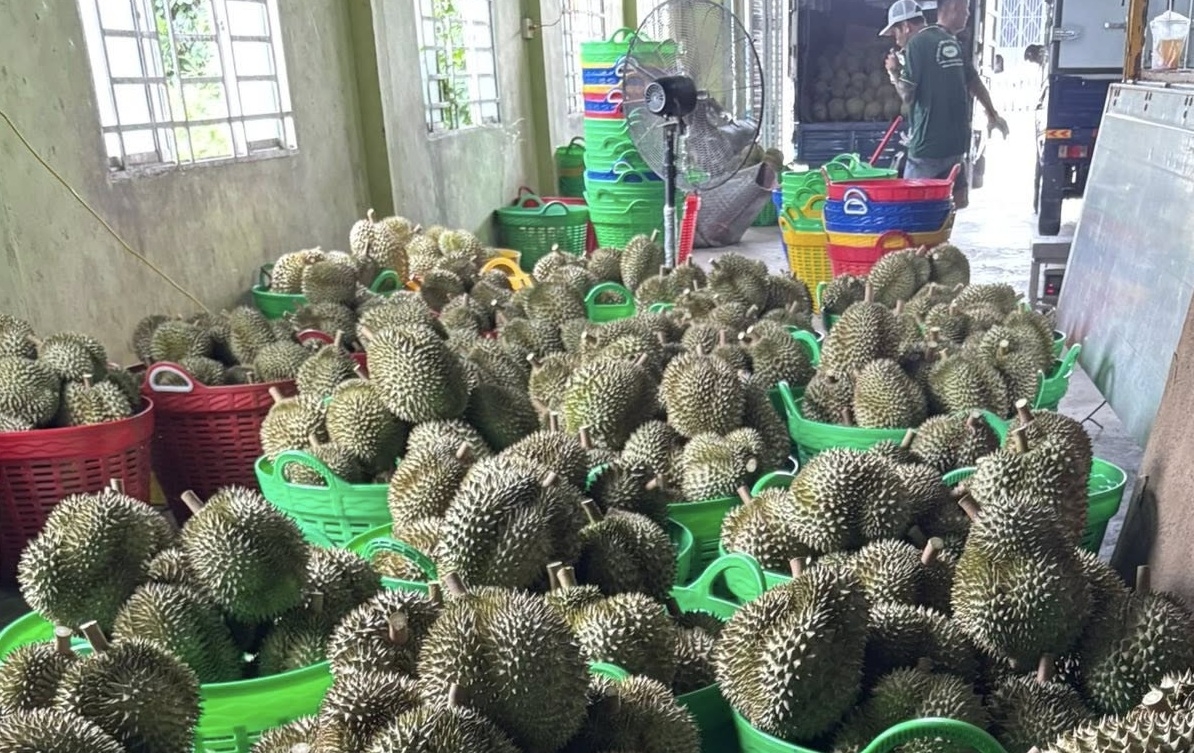 ການ​ສົ່ງ​ອອກ​ຜັກ​ແລະ​ໝາກ​ໄມ້​ ​ບັນລຸ​ເຖິງ 8,5 ຕື້​ໂດ​ລາ​ສະຫະລັດ​ໃນ​ປີ 2025, ​ເຊິ່ງສູງ​ທີ່​ສຸດ​ໃນ​ປີ 2025.