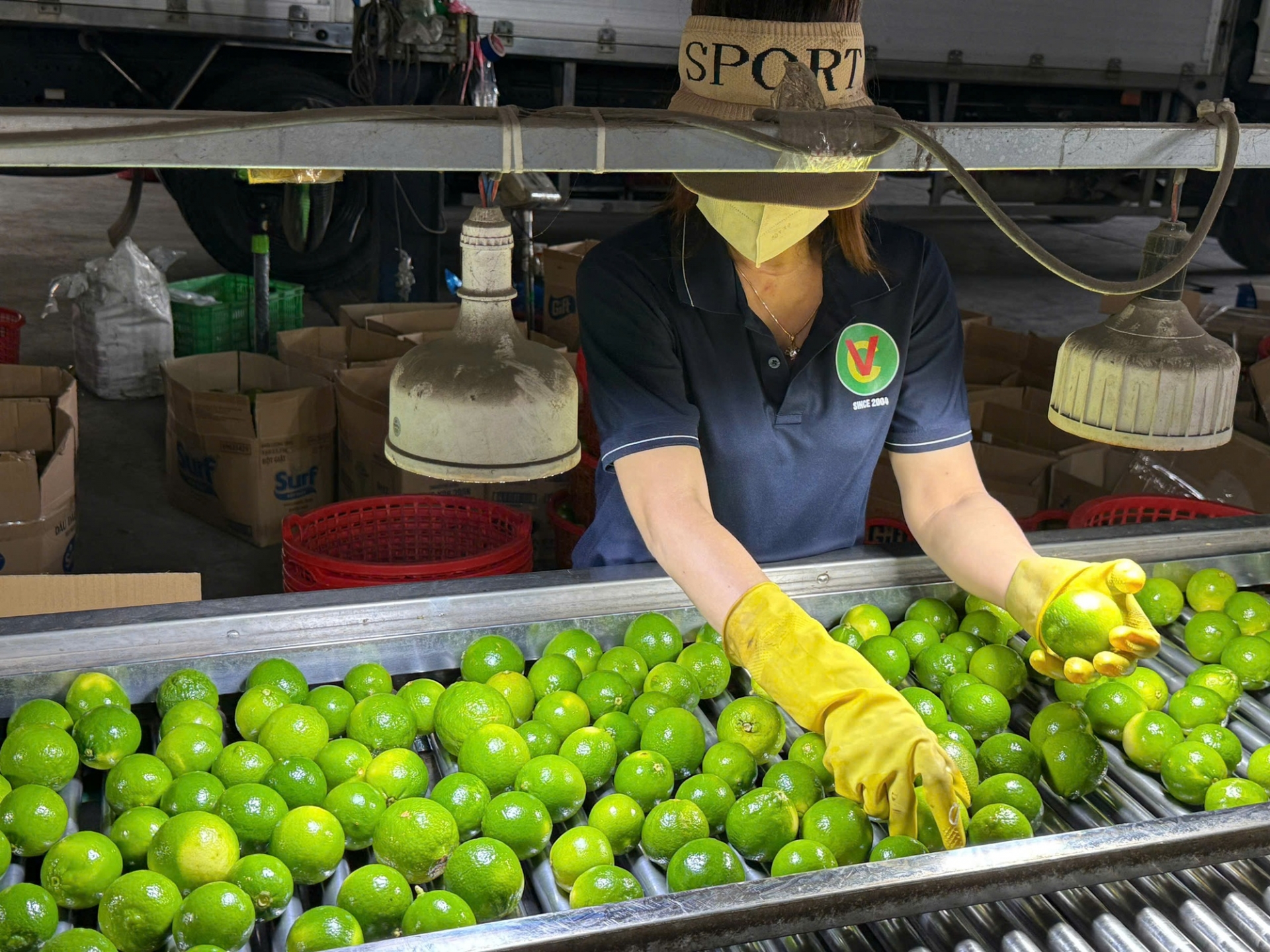 ການ​ສົ່ງ​ອອກ​ຜັກ​ແລະ​ໝາກ​ໄມ້​ ​ບັນລຸ​ເຖິງ 8,5 ຕື້​ໂດ​ລາ​ສະຫະລັດ​ໃນ​ປີ 2025, ​ເຊິ່ງສູງ​ທີ່​ສຸດ​ໃນ​ປີ 2025.