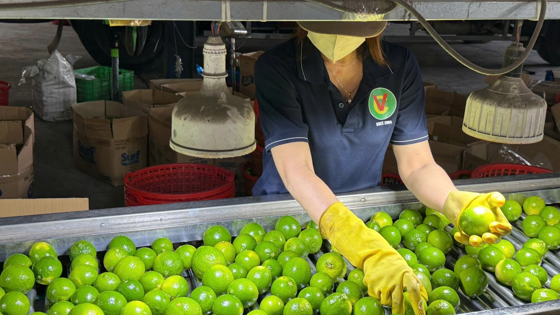 ການ​ສົ່ງ​ອອກ​ຜັກ​ແລະ​ໝາກ​ໄມ້​ ​ບັນລຸ​ເຖິງ 8,5 ຕື້​ໂດ​ລາ​ສະຫະລັດ​ໃນ​ປີ 2025, ​ເຊິ່ງສູງ​ທີ່​ສຸດ​ໃນ​ປີ 2025.