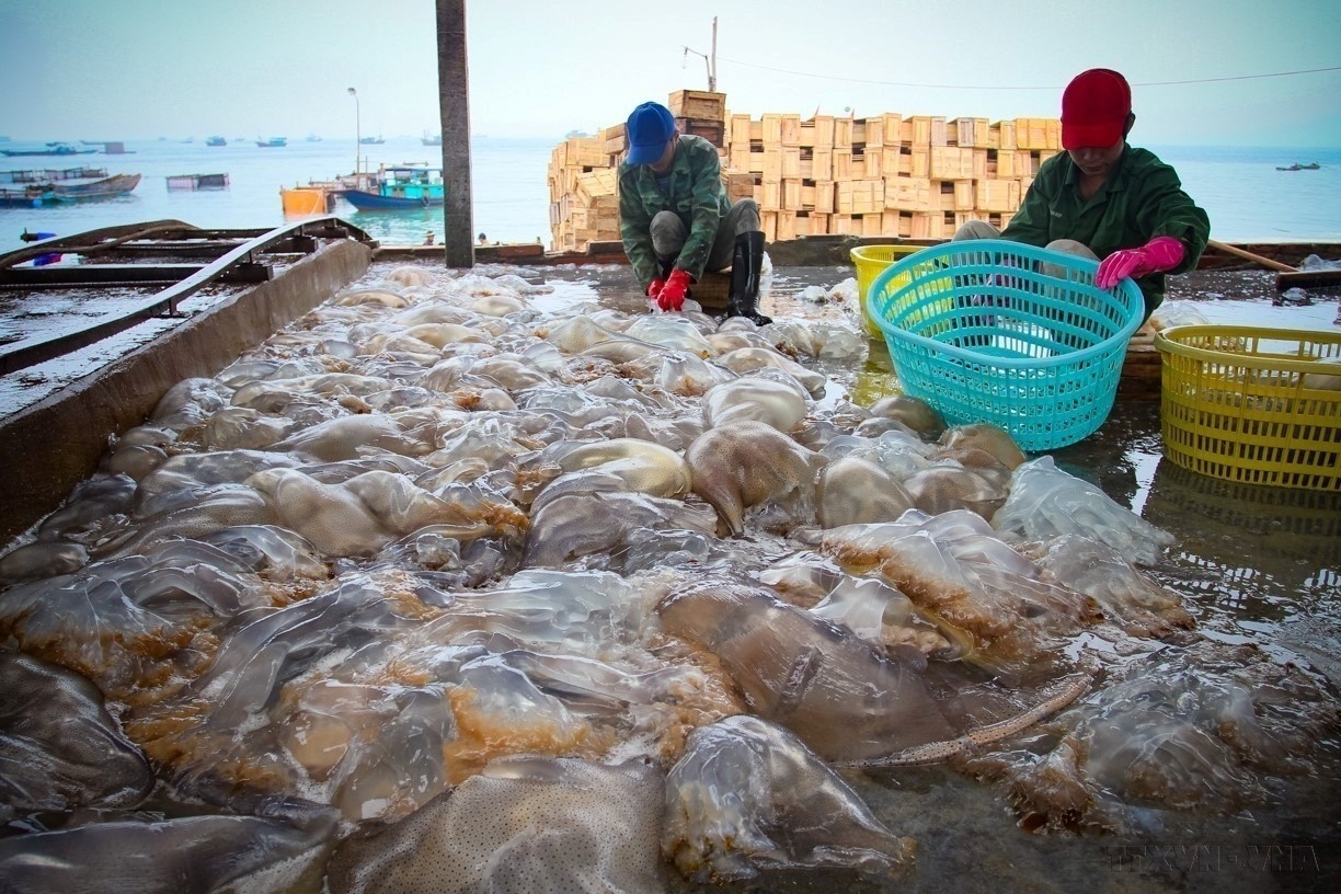 ປະຕິບັດມາດຕະການຢ່າງເດັດຂາດເພື່ອແກ້ໄຂບັນຫາທີ່ມີຢູ່ແລ້ວໃນການຕໍ່ສູ້ກັບການຫາປາ IUU.