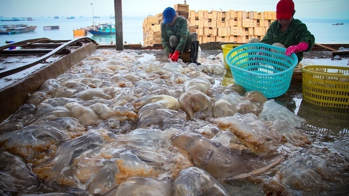 ປະຕິບັດມາດຕະການຢ່າງເດັດຂາດເພື່ອແກ້ໄຂບັນຫາທີ່ມີຢູ່ແລ້ວໃນການຕໍ່ສູ້ກັບການຫາປາ IUU.