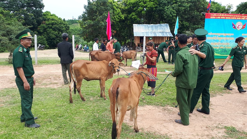 ພິທີມອບຮັບແນວພັນງົວ ໃຫ້ປະຊາຊົນບ້ານແຮກສ່ຽວລຽບຕາມຊາຍແດນ ລາວ-ຫວຽດນາມ ຂອງເມືອງນອງ.