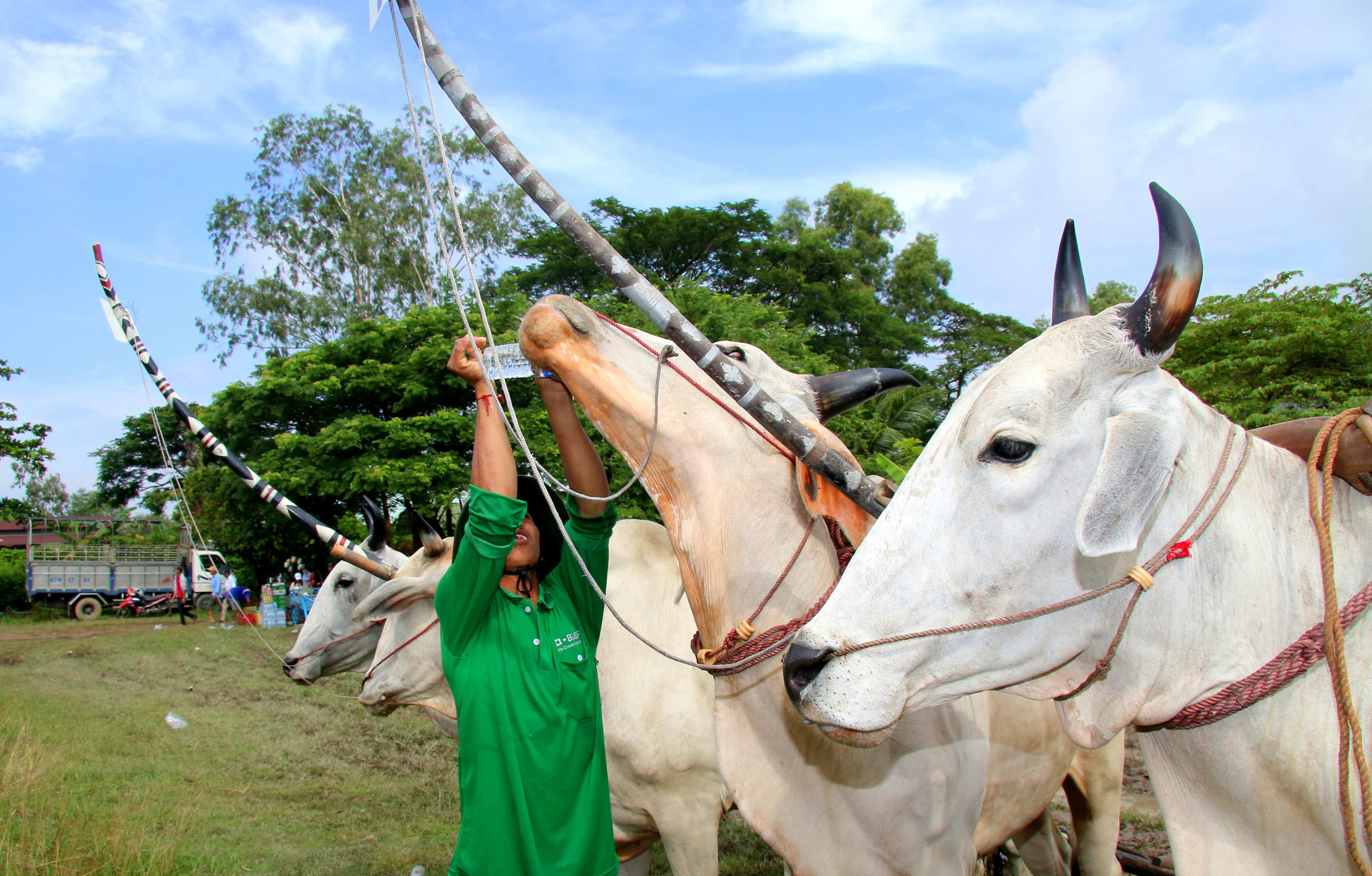 ການແຂ່ງຂັນ ງົວ  ໄບ້ໜຸ໋ຍ -ເອກກະລັກດ້ານວັດທະນະທຳທີ່ມີສີສັນ