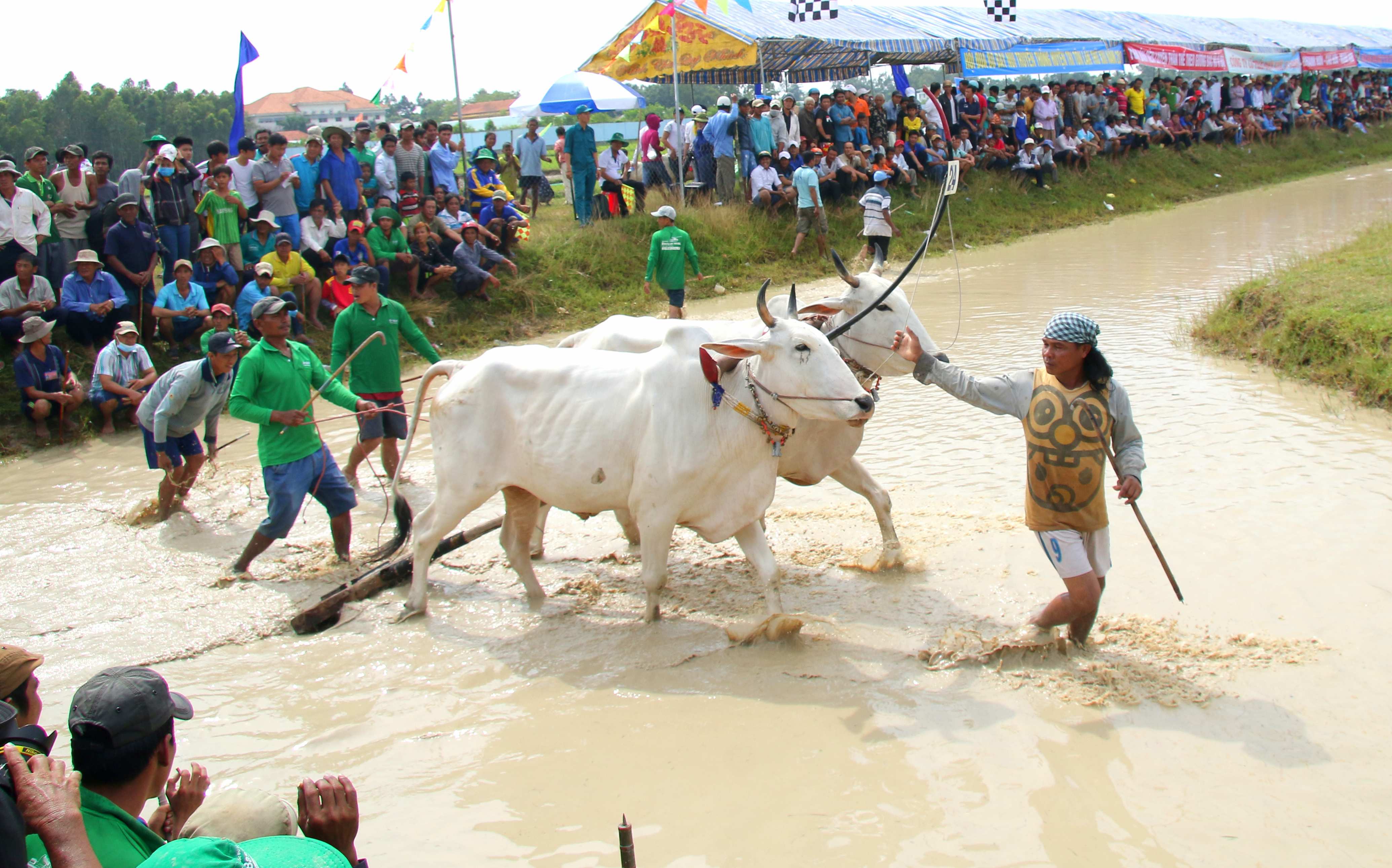 ການແຂ່ງຂັນ ງົວ  ໄບ້ໜຸ໋ຍ -ເອກກະລັກດ້ານວັດທະນະທຳທີ່ມີສີສັນ