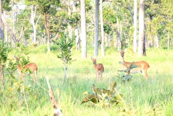 ຄາດວ່າທ້າຍປີນີ້ ຈະເປີດທົດລອງການ ທ່ອງທ່ຽວທຳມະຊາດ ແບບອະນຸລັກ ໃນເຂດໂອງ-ມັ່ງ ທີ່ເມືອງຊົນນະບູລີ