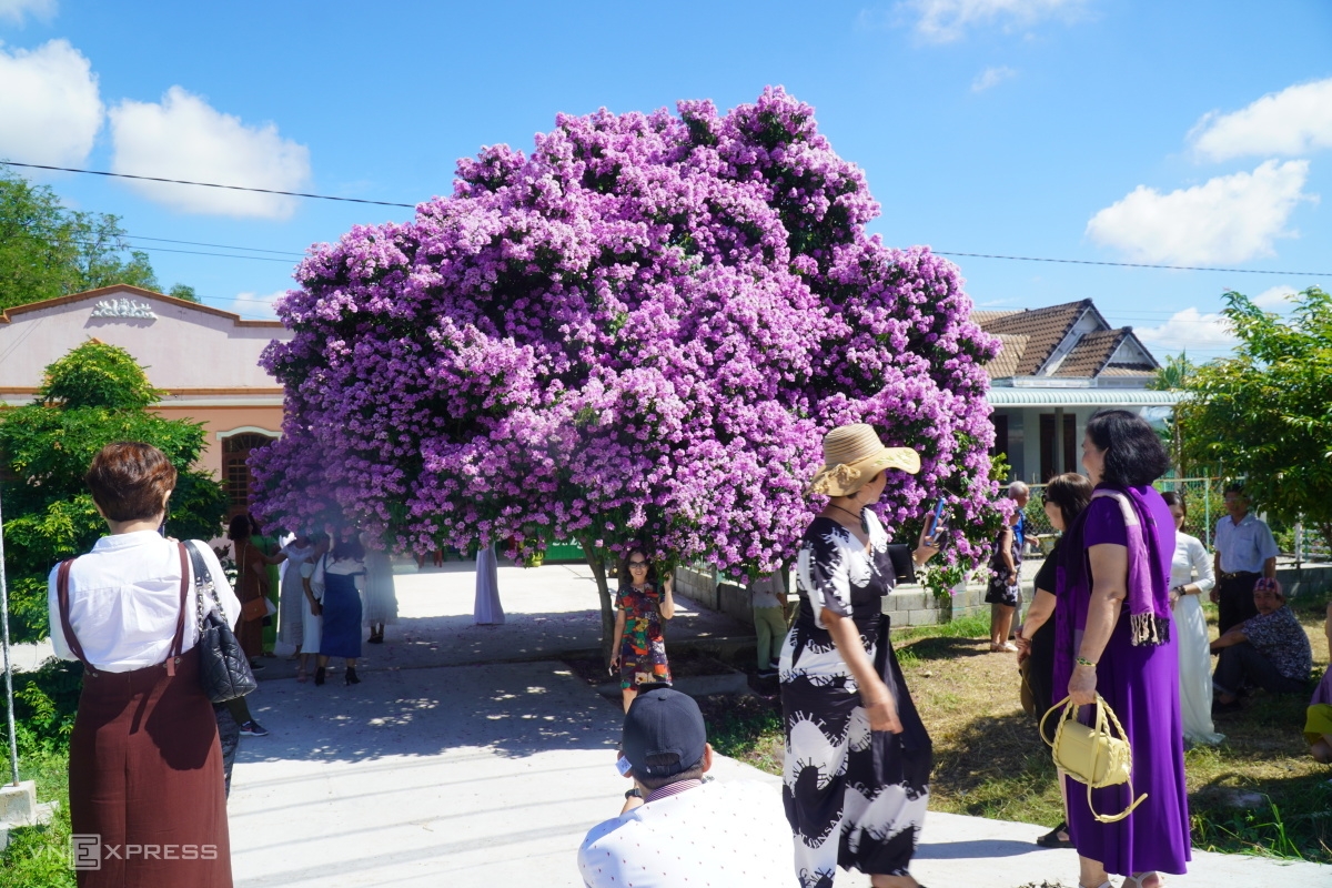 ຕົ້ນກົກເປືອຍ (Lagerstroemia) ດຶງດູດແຂກທ່ອງທ່ຽວຢູ່ແຂວງ ບິ່ງທ້ວນ