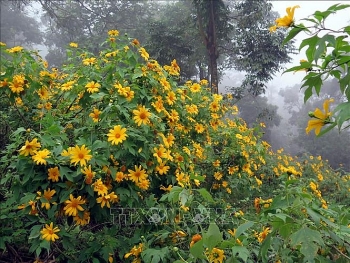 ນັກທ່ອງທ່ຽວກວ່າ 20.000 ຄົນໄດ້ສຳຜັດກັບລະດູດອກຕາເວັນປ່າຢູ່ ບາວີ