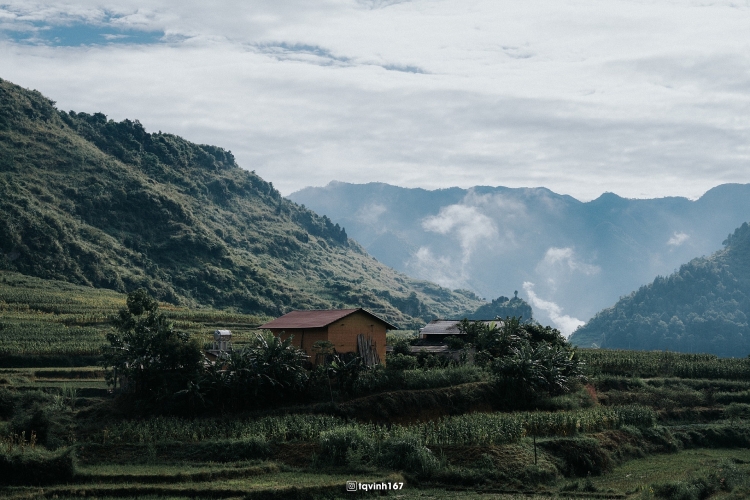 ຫຼົງໄຫຼກັບຮອຍຍິ້ມຮ່າຢາງທ່າມກາງທົ່ງດອກໂຊບະຍາມທ້າຍລະດູໃບໄມ້ຫຼົ່ນ