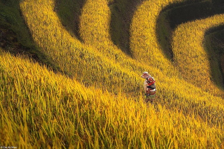 Tác phẩm “Hand Of Ripe Rice Season” (tạm dịch: Bàn tay mùa lúa chín) của nhiếp ảnh gia Cao Kỳ Nhân chụp tại huyện Mù Cang Chải, tỉnh Yên Bái. Tác phẩm giành giải thưởng Highly Commended trong hạng mục Food In The Field. ຜົນງານ “Hand Of Ripe Rice Season” ຂອງຊ່າງພາບ ກາວກີ່ເຍີນ (ແປວ່າ: ລະດູເຂົ້າສຸກ) ຂອງຊ່າງພາບ ກາວກີ່ເຍີນ ຖ່າຍຢູ່ເມືອງ ມູ່ກາວໄຈ໋i, ແຂວງ ອຽນບາຍ. ຜົນງານດັ່ງກ່າວໄດ້ຮັບລາງວັນ Highly Commended ໃນລາຍການ  Food In The Field.