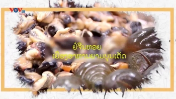 ຢໍ່ຈືນຫອຍ - ເຍື່ອງອາຫານຍາມບຸນເຕັດ