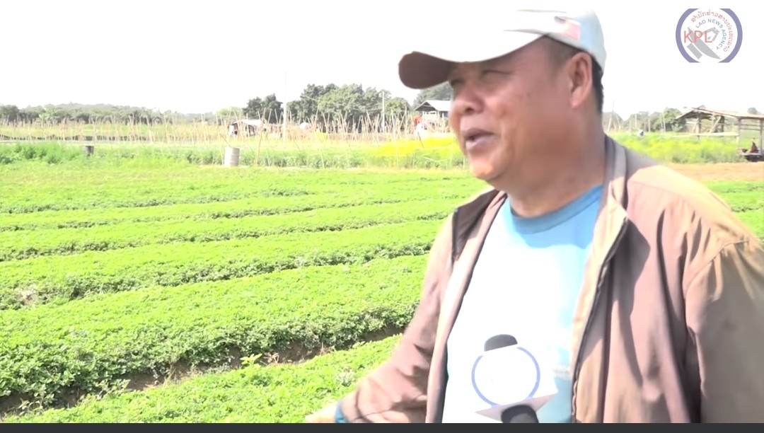 Video: ຜັກເຂດບ້ານຫ້ອມ ປູກແນວໃດຈຶ່ງເປັນທີ່ຕ້ອງການຂອງຕະຫລາດ